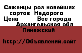 Саженцы роз новейших сортов. Недорого. › Цена ­ 350 - Все города  »    . Архангельская обл.,Пинежский 